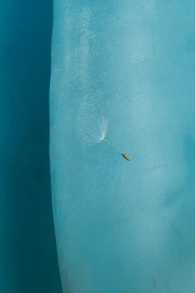 Nina Canell, Dolphin Dandelion