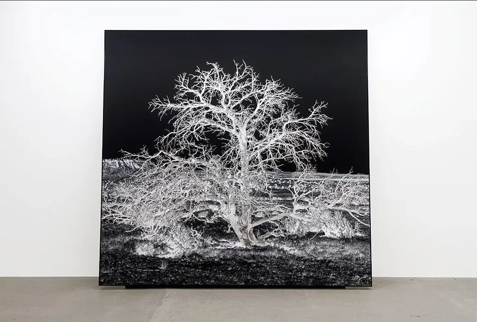 Geneviève Cadieux, Arbre seul (la nuit)