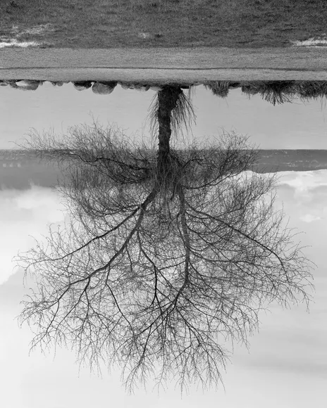 Rodney Graham, Black Cottonwood Tree, Spanish Banks Tree