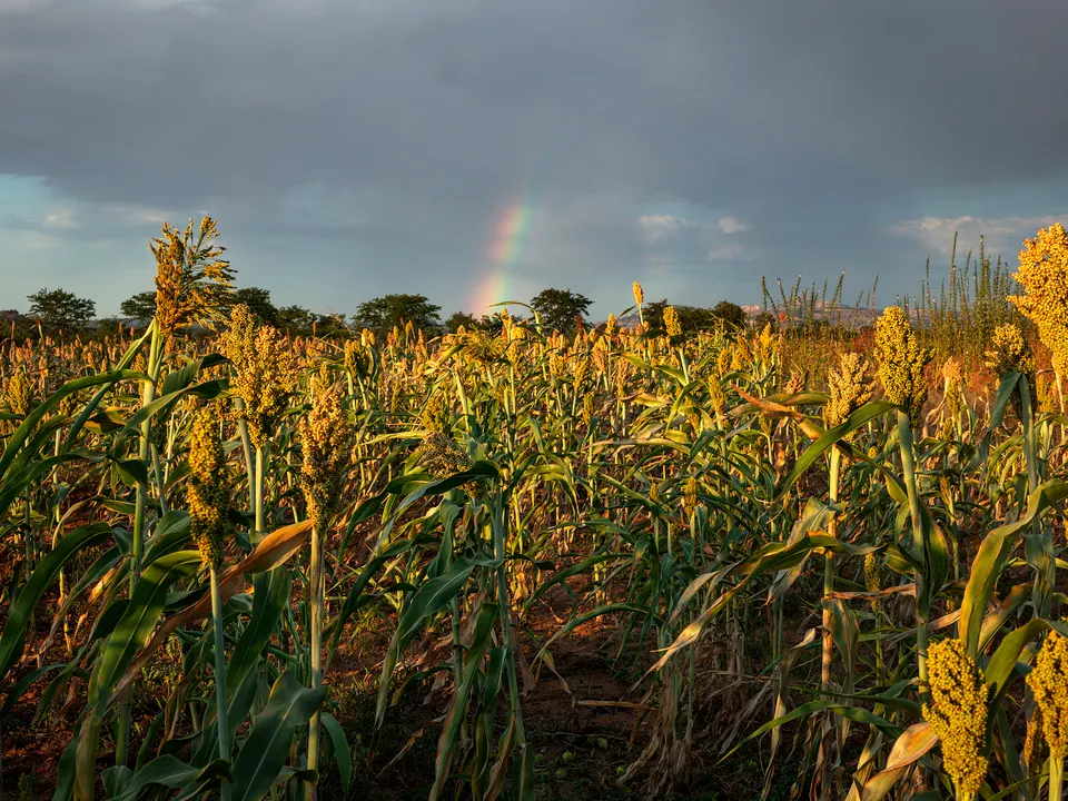 Pieter Hugo, Growing mealies outside Mazvihwa, Zimbabwe