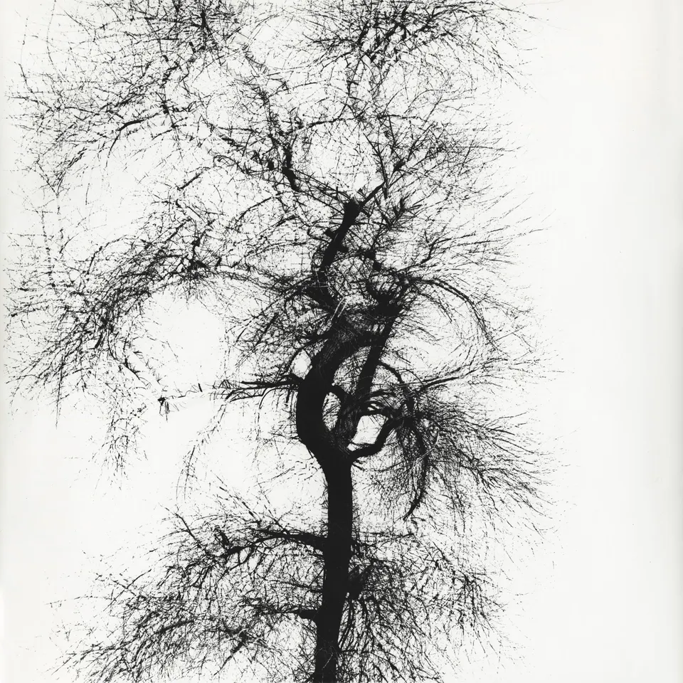 Harry Callahan, Multiple Exposure Tree, Chicago
