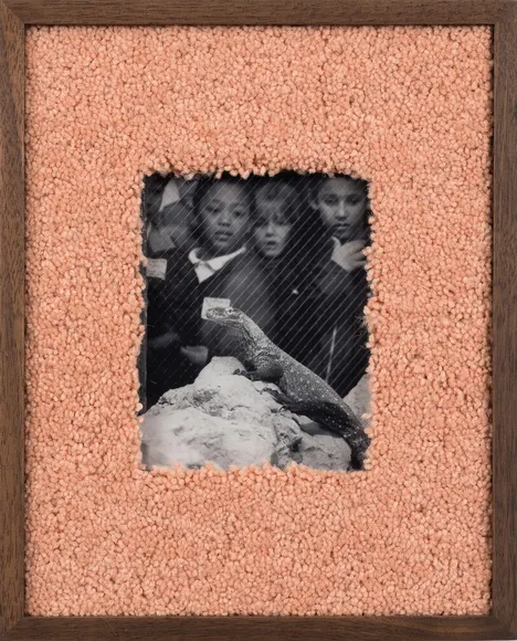 Elad Lassry, Untitled (Lizard)