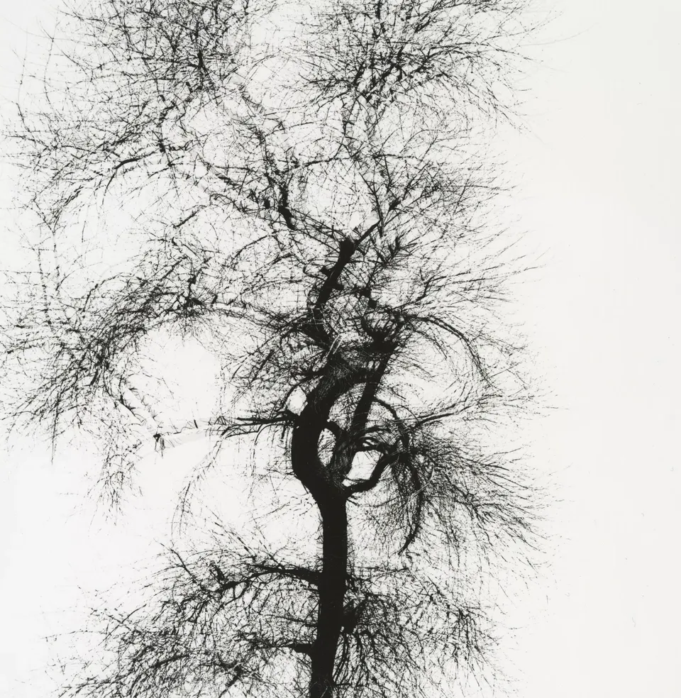Harry Callahan, Multiple Exposure Tree, Chicago