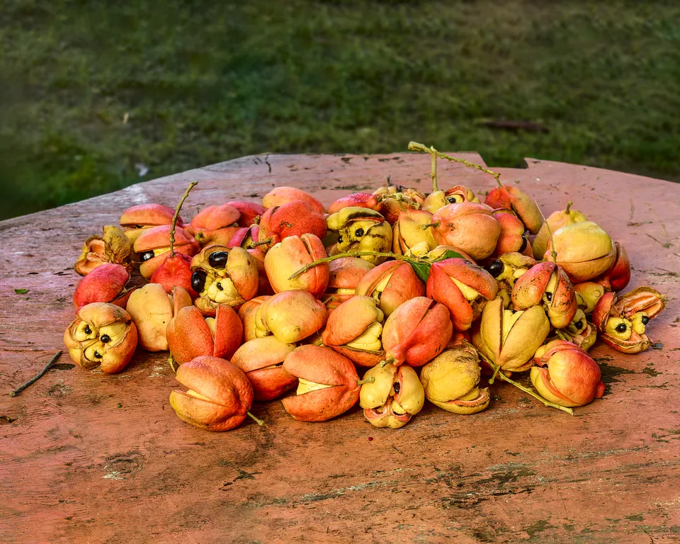 Pieter Hugo, Ripe ackee, Port Maria, Jamaica