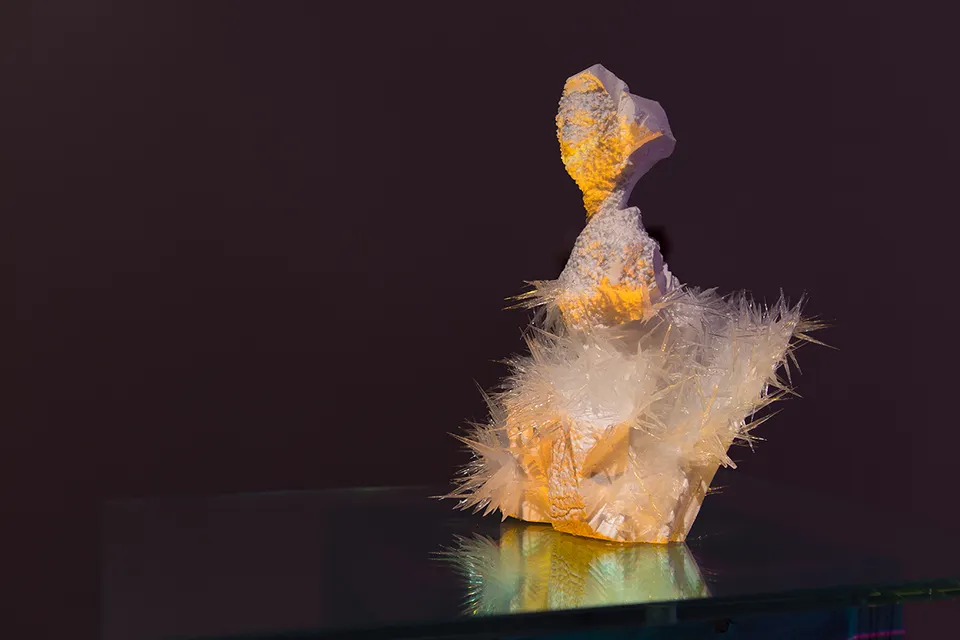 Wim Botha, Untitled (Bloom 2)