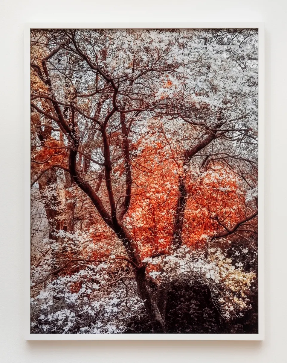 Trevor Paglen, Bloom (#79655d)