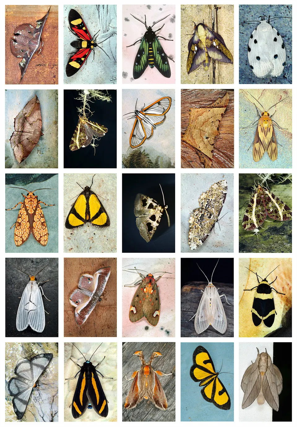 Emmet Gowin, Index 19, May 2008, Panama