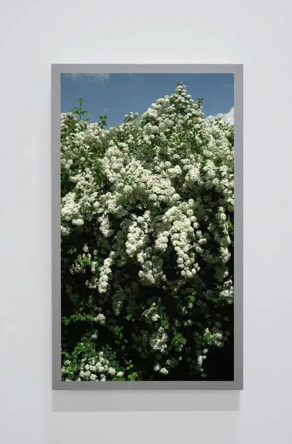 Scott McFarland, Spirea prunifolia, Bridal Wreath (Back and Forth Picture)