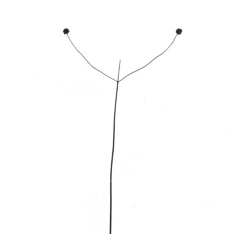 Harry Callahan, Weed Against Sky, Detroit