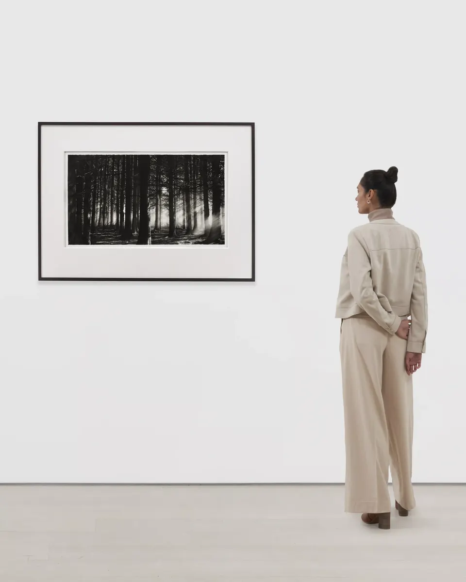 Robert Longo, Study of Smoky Mountain Forest