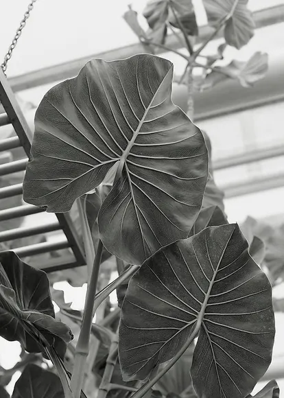 Heeseung Chung, Untitled