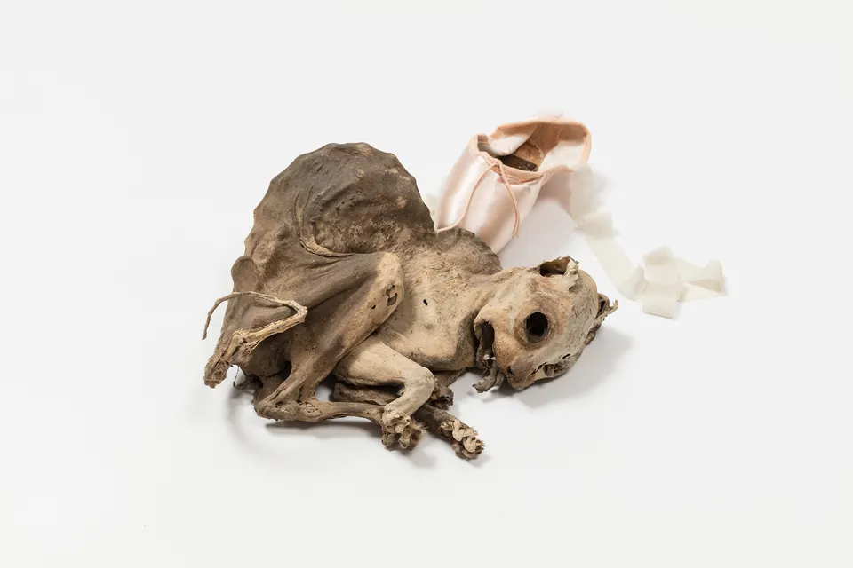 Steven Cohen, put your heart under your feet … and walk! (Vigour mortis)