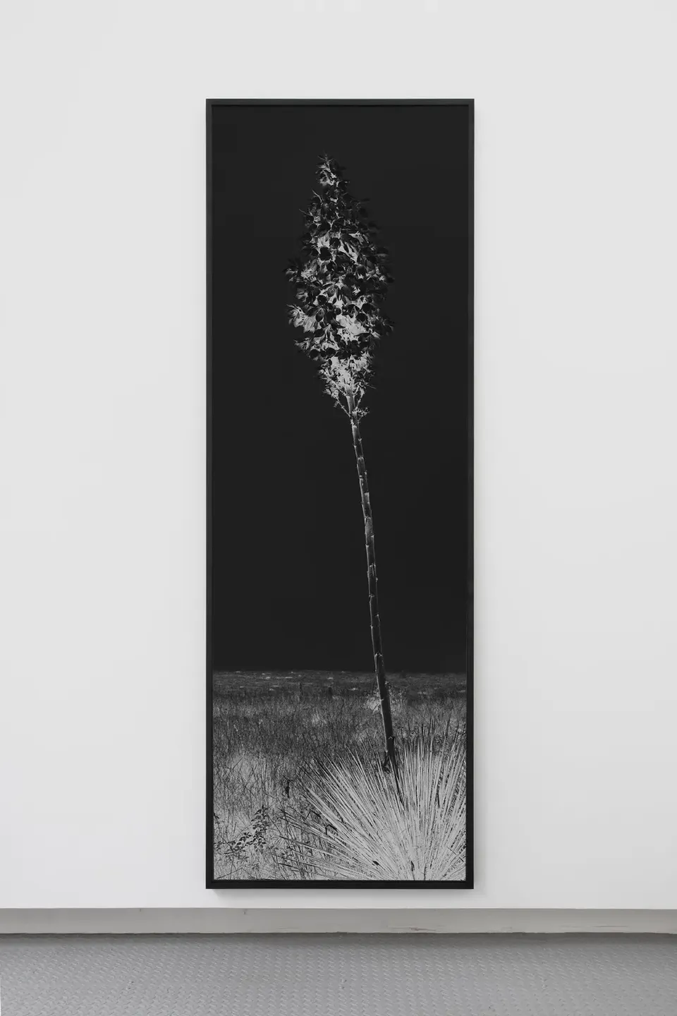 Geneviève Cadieux, Fleur noire