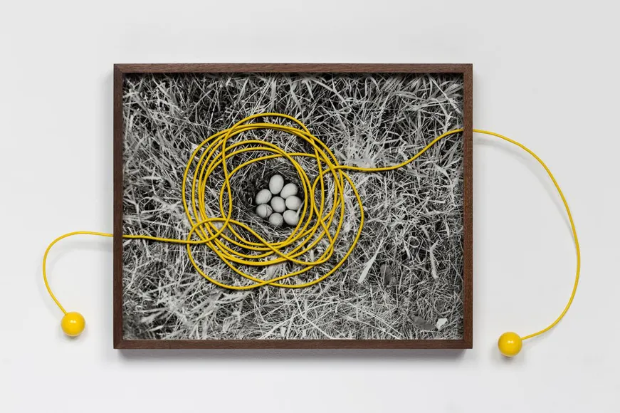 Elad Lassry, Untitled (Eggs)