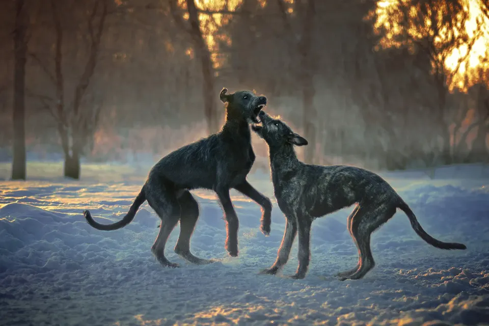 Bonnie Baxter, Dog Fight