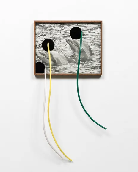 Elad Lassry, Untitled (Dolphins, Two)