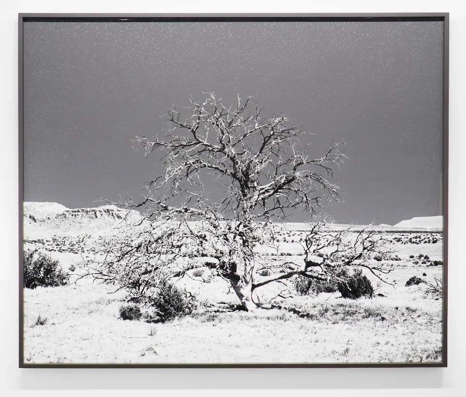 Geneviève Cadieux, Arbre seul (enneigé)