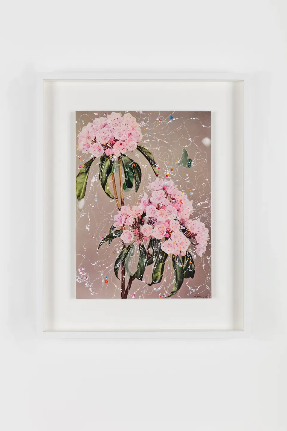 Sebastiaan Bremer, Kalmia Latifolia Andrea