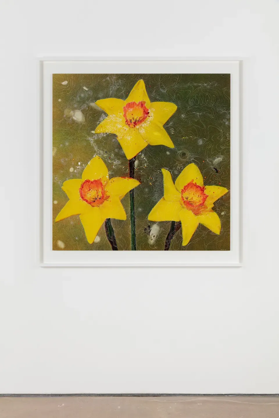 Sebastiaan Bremer, Narcissus Incomparabilis Square Scarlet Elegance