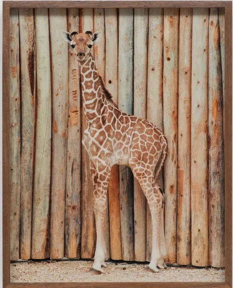 Elad Lassry, Giraffe, 60513