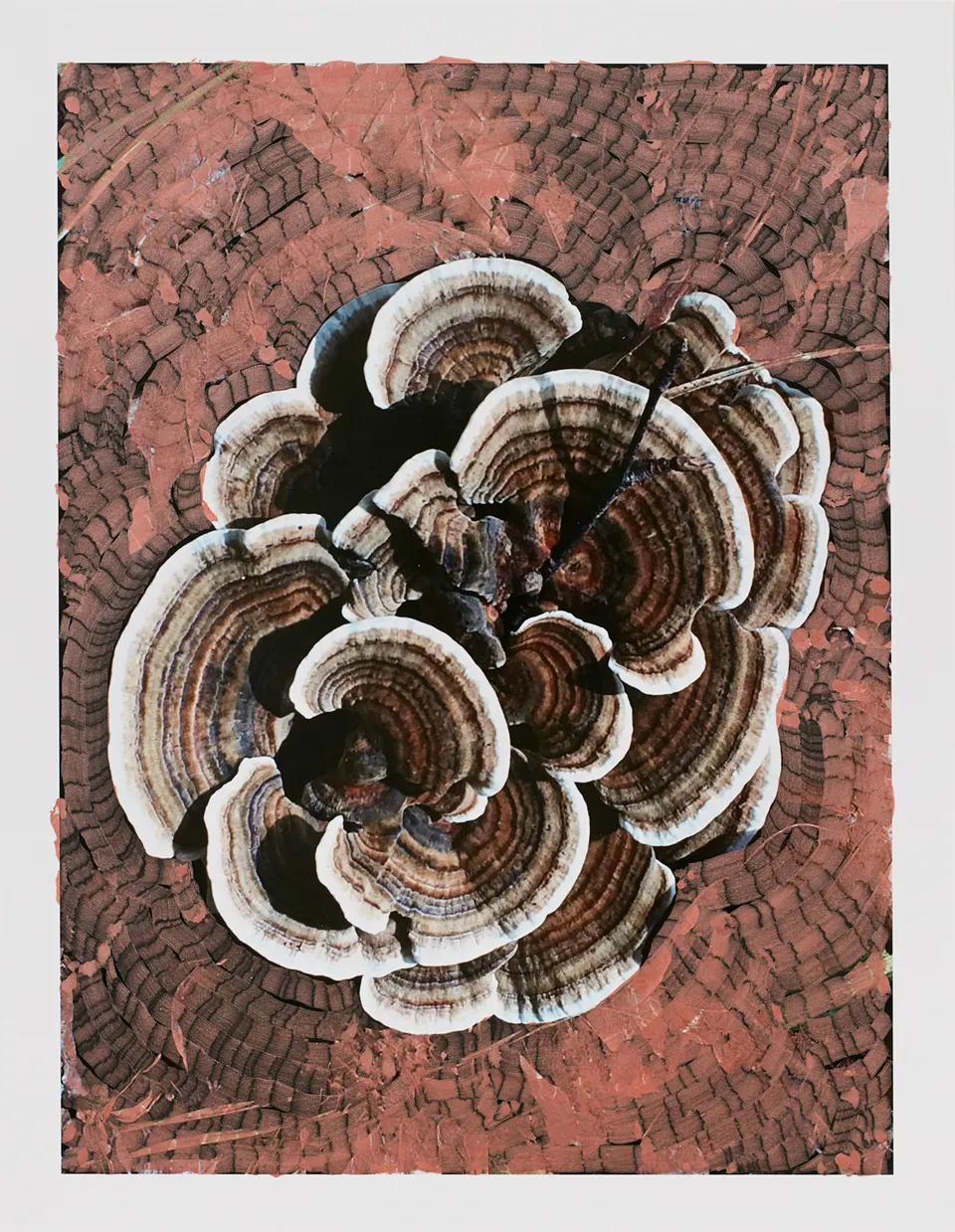 Viviane Sassen, Trametes Versicolor